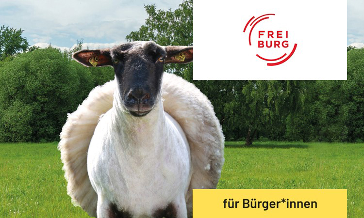 Titelbild Beratungswochen: Ein zur Hälfte geschorenes Schaf auf einer Wiese