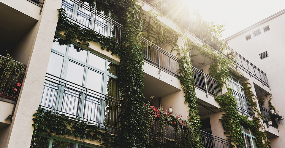 Fassadenbegrünung an einem Mehrparteienhaus.